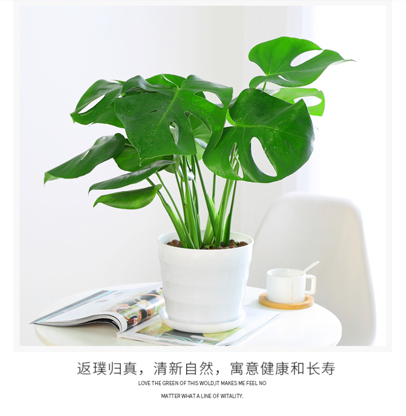 大型观叶植物龟背竹水培大叶室内观叶盆栽绿植净化空气