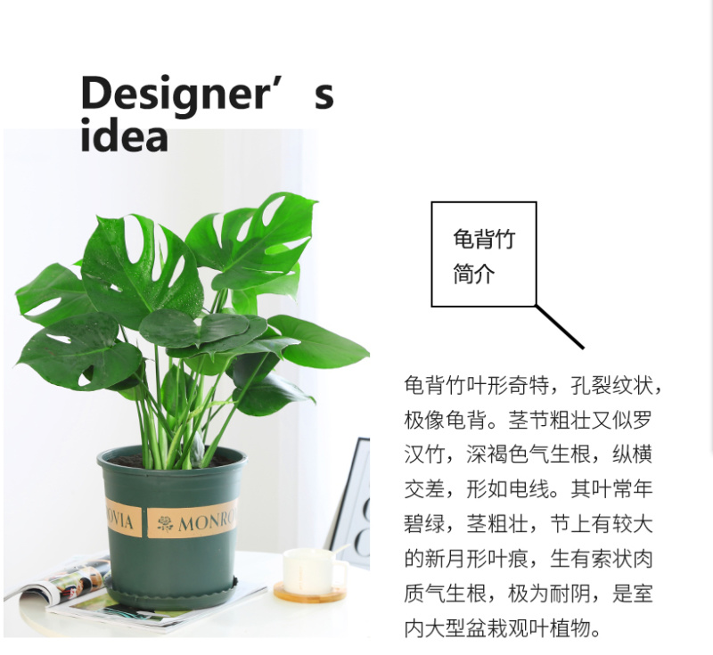 大型观叶植物龟背竹水培大叶室内观叶盆栽绿植净化空气