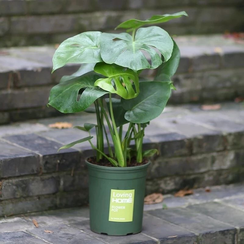 大型观叶植物龟背竹水培大叶室内观叶盆栽绿植净化空气