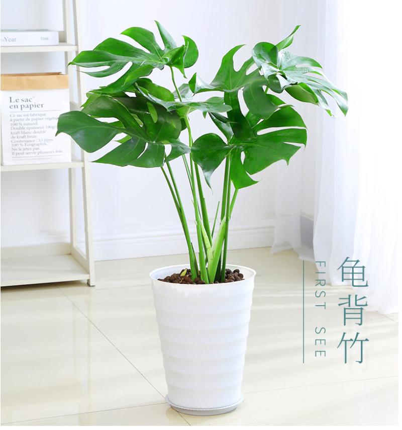 大型观叶植物龟背竹水培大叶室内观叶盆栽绿植净化空气