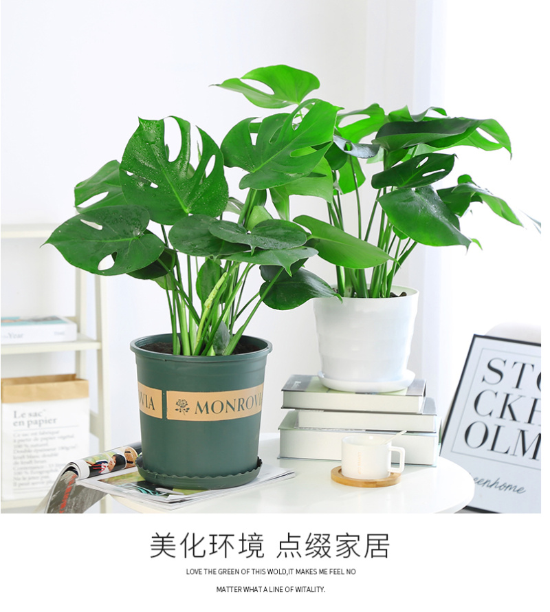 大型观叶植物龟背竹水培大叶室内观叶盆栽绿植净化空气