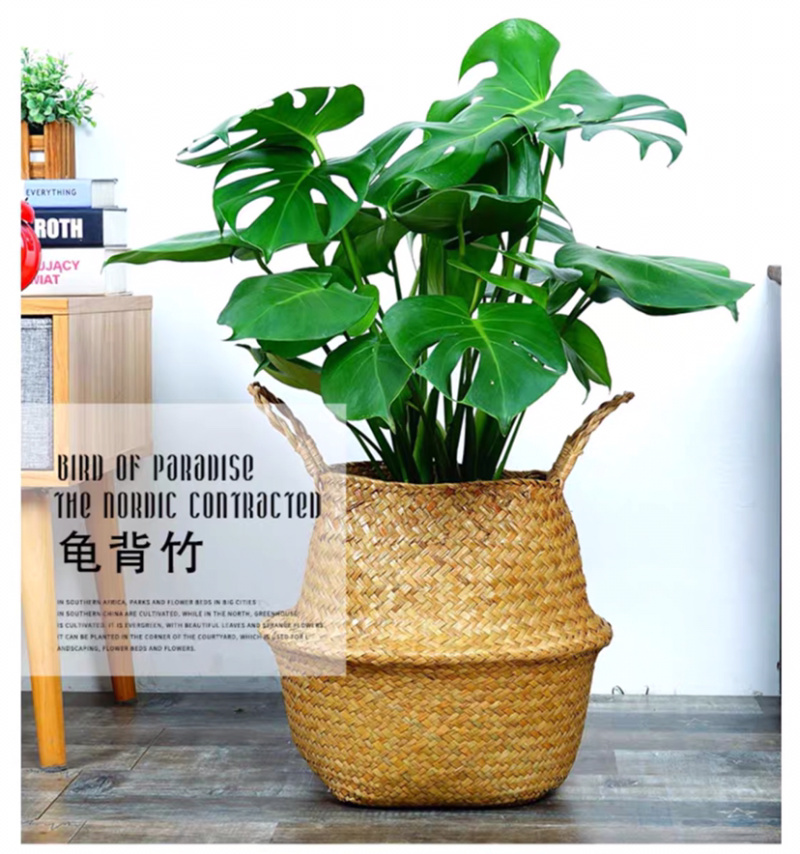 大型观叶植物龟背竹水培大叶室内观叶盆栽绿植净化空气