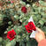 玫瑰花苗盆栽卡罗拉月季苗切花月季苗红玫瑰