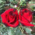 玫瑰花苗盆栽卡罗拉月季苗切花月季苗红玫瑰
