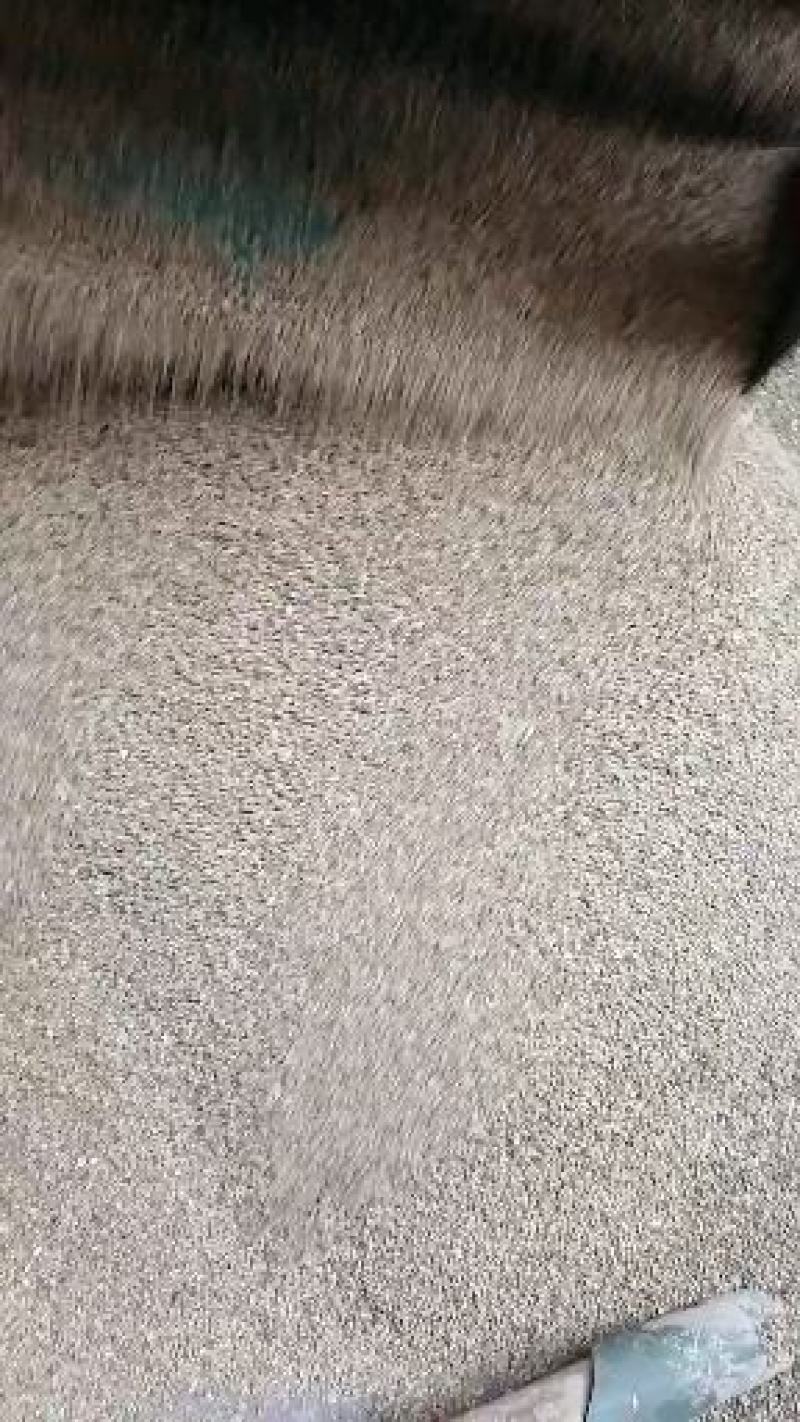 兔丝子野生大兔丝子批发出售