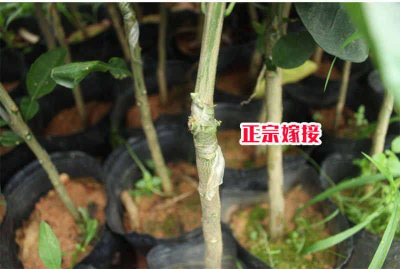 柚子苗.嫁接红宝石柚子苗，青柚树苗，一手货源，品种保证，