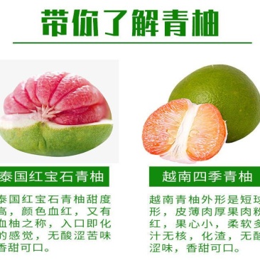 柚子苗.嫁接红宝石柚子苗，青柚树苗，一手货源，品种保证，