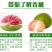 柚子苗.嫁接红宝石柚子苗，青柚树苗，一手货源，品种保证，