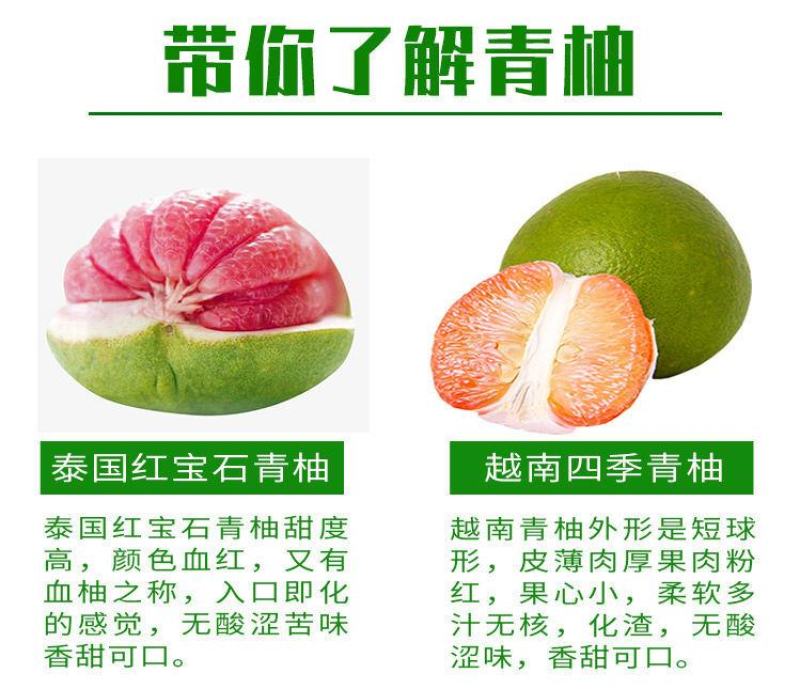 柚子苗.嫁接红宝石柚子苗，青柚树苗，一手货源，品种保证，