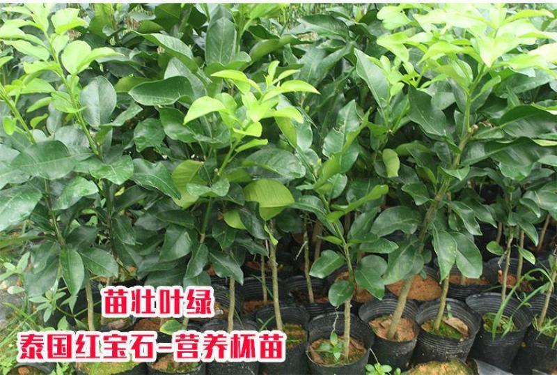 柚子苗.嫁接红宝石柚子苗，青柚树苗，一手货源，品种保证，