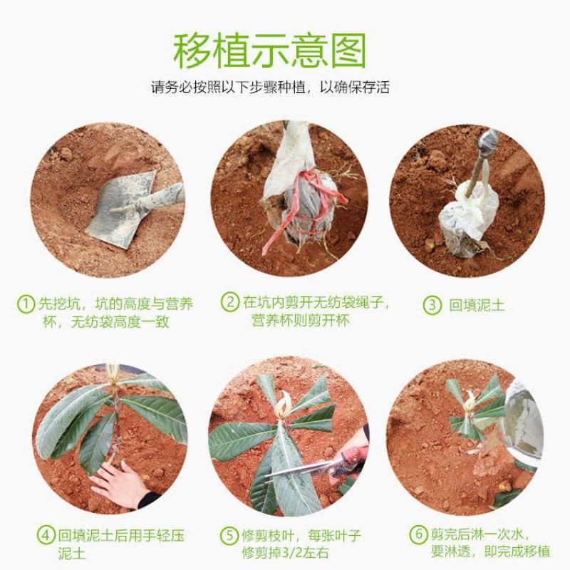 柚子苗.嫁接红宝石柚子苗，青柚树苗，一手货源，品种保证，