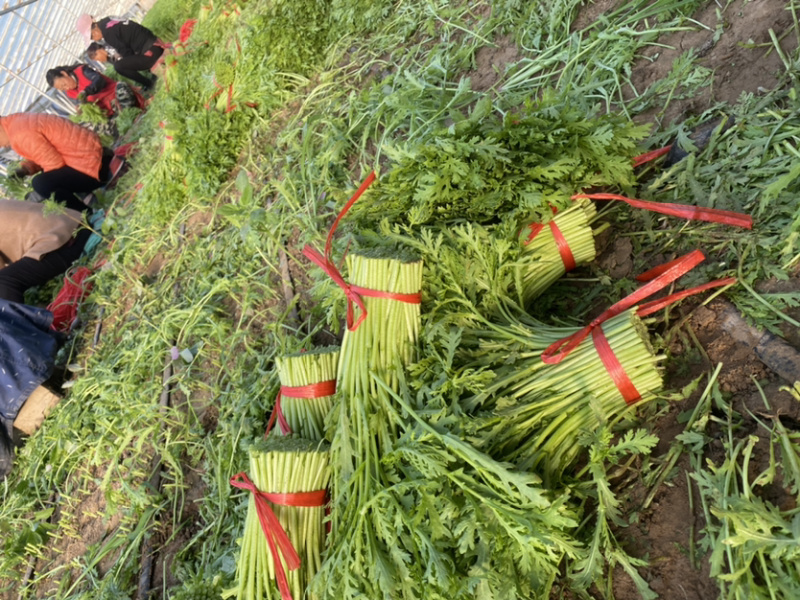 茼蒿（蒿子秆）产地直销每天大量采收不断货