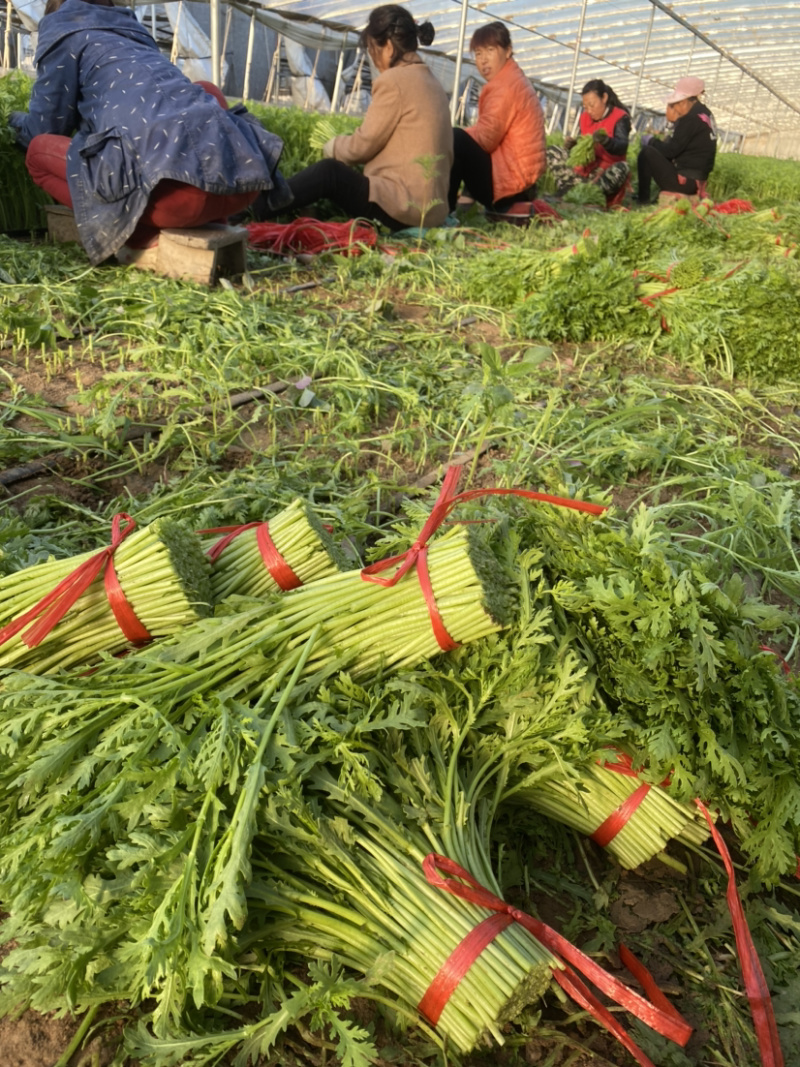 茼蒿（蒿子秆）产地直销每天大量采收不断货