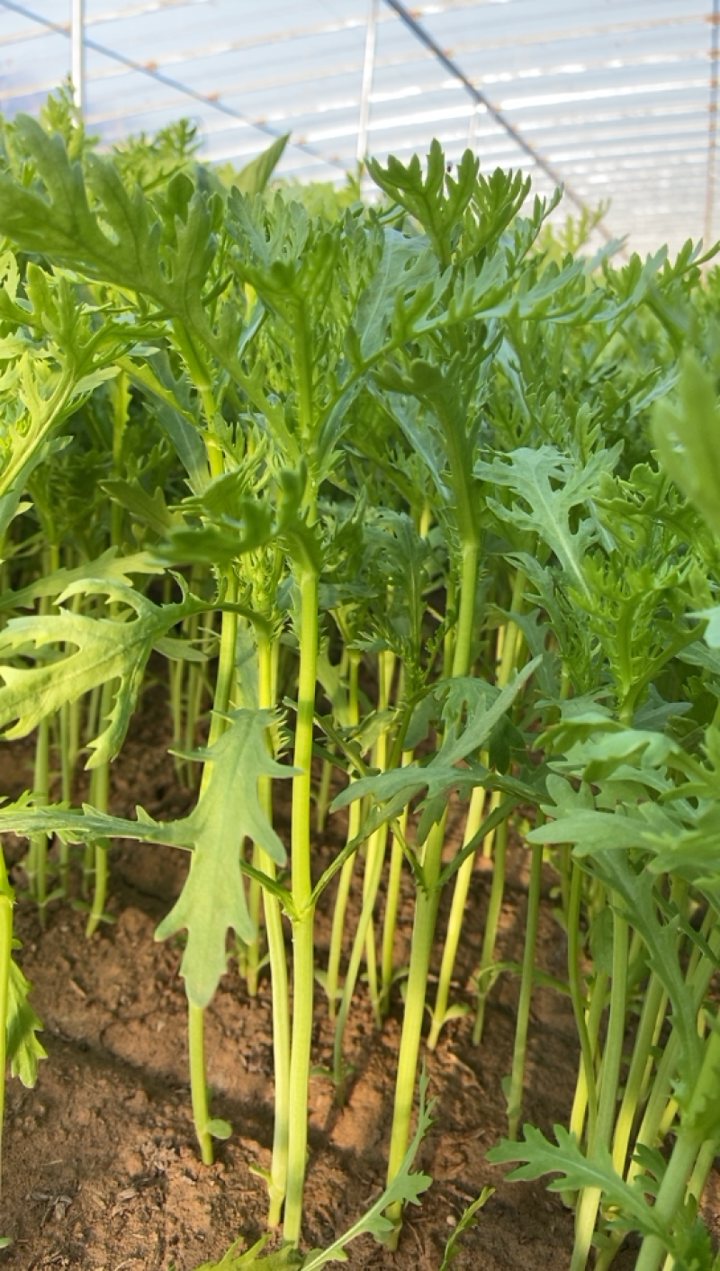 茼蒿（蒿子秆）产地直销每天大量采收不断货