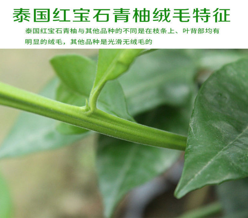 柚子苗.嫁接红宝石柚子苗，青柚树苗，一手货源，品种保证，