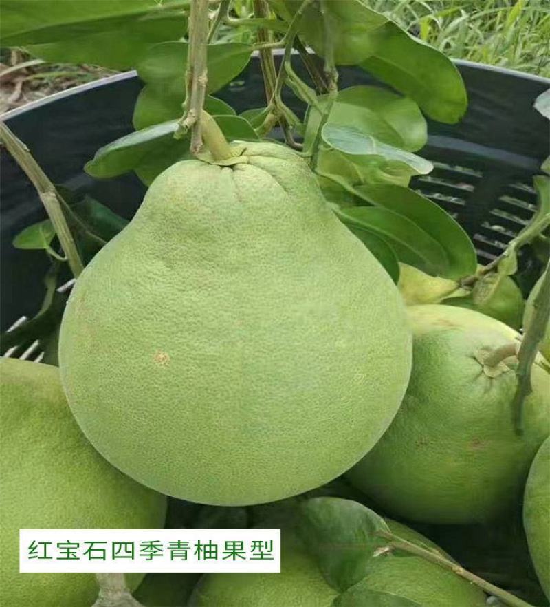 柚子苗.嫁接红宝石柚子苗，青柚树苗，一手货源，品种保证，