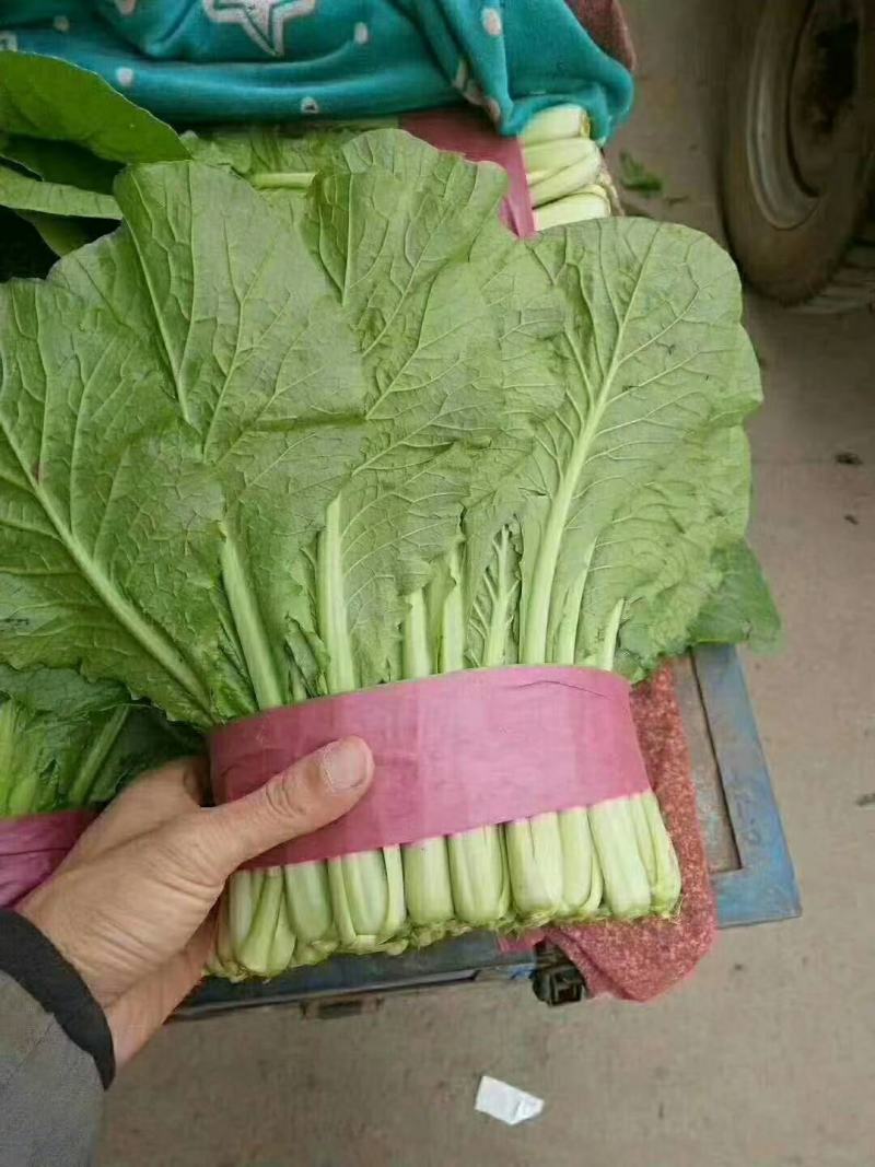 河北小白菜，大量上市，价格便宜，可以视频看货