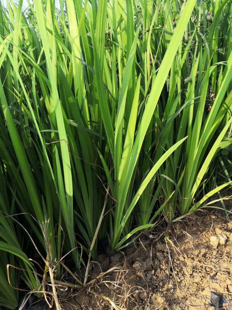 水生植物黄花鸢尾。河道绿化用