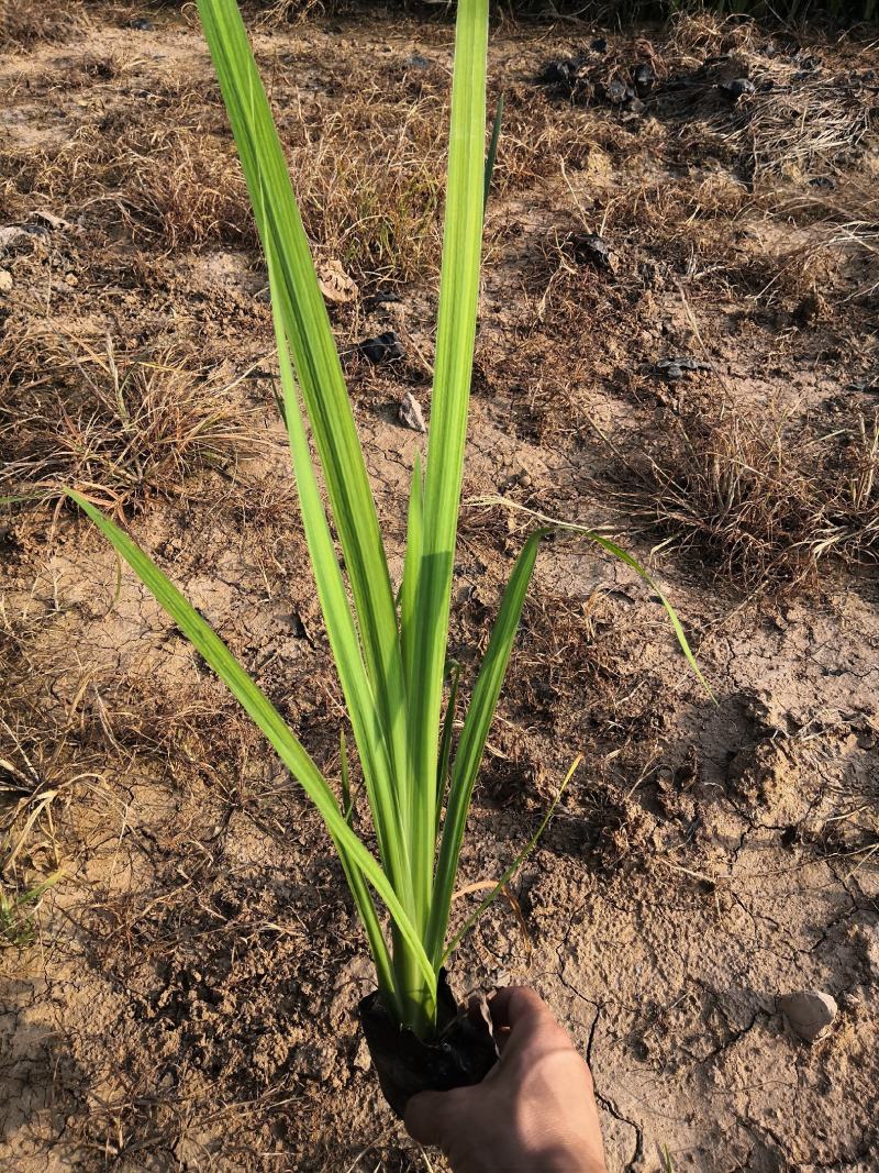 水生植物黄花鸢尾。河道绿化用