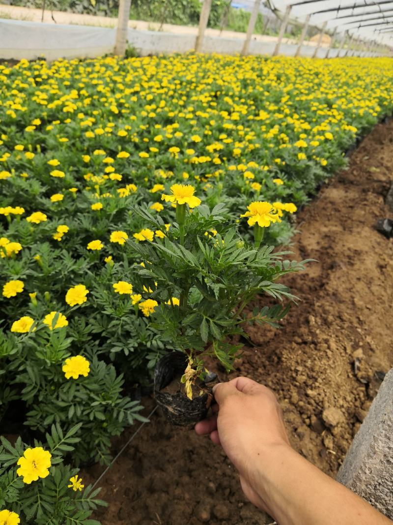 长春花（天天开），夏秋季节花期不断