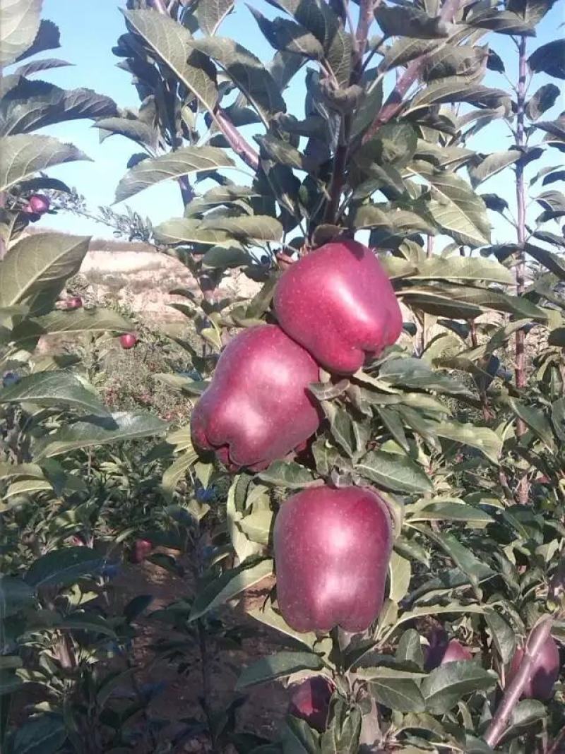 甘肃高山花牛，电商对接，市场供应