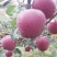 甘肃高山花牛，电商对接，市场供应