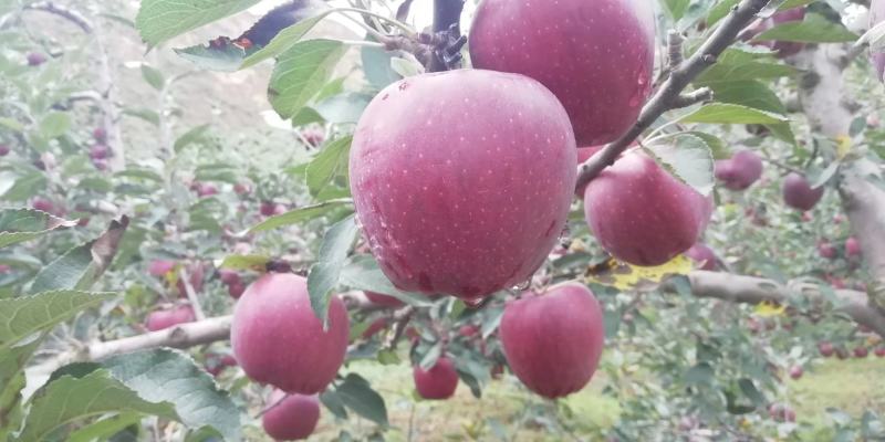 甘肃高山花牛，电商对接，市场供应