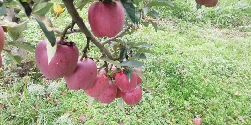 甘肃高山花牛，电商对接，市场供应