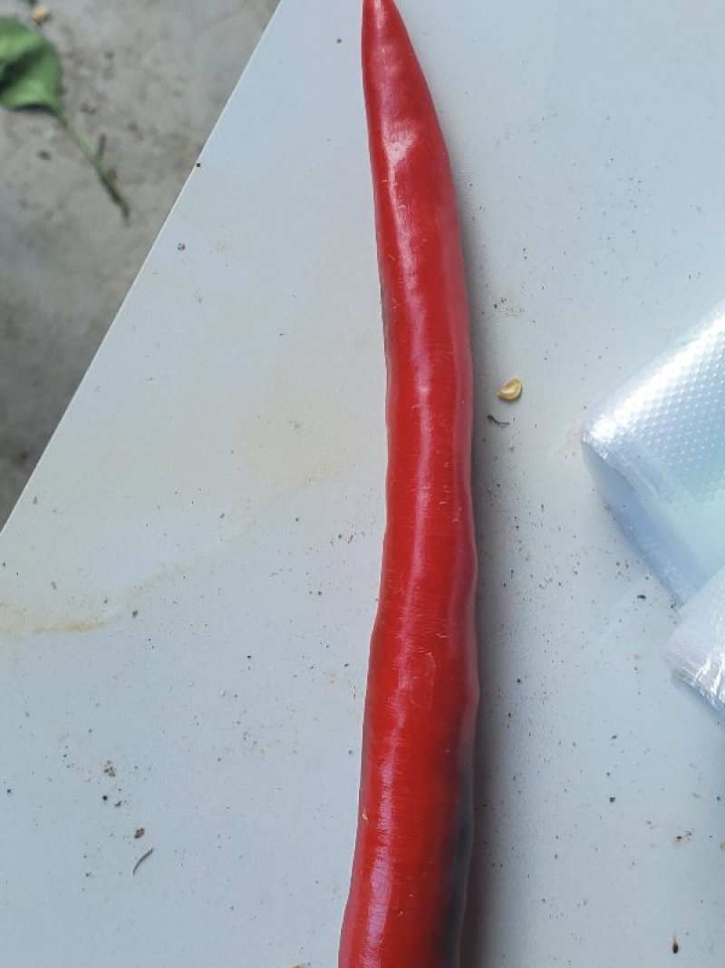 陕西宁强万亩红辣椒，二荆条，薄皮，厚皮美人椒