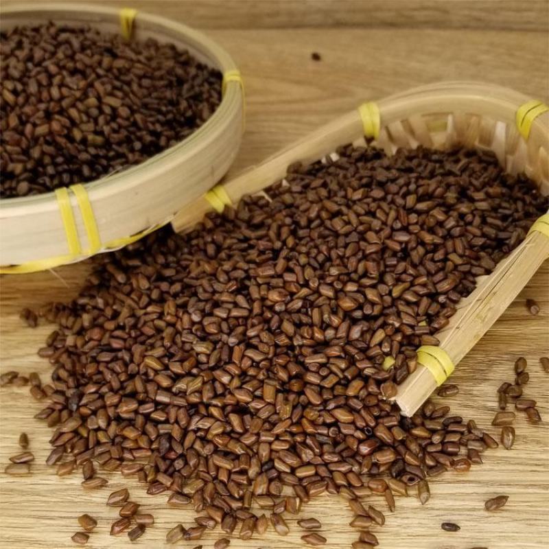 决明子货好量大泡茶用产地直发要多优惠