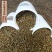 决明子货好量大泡茶用产地直发要多优惠