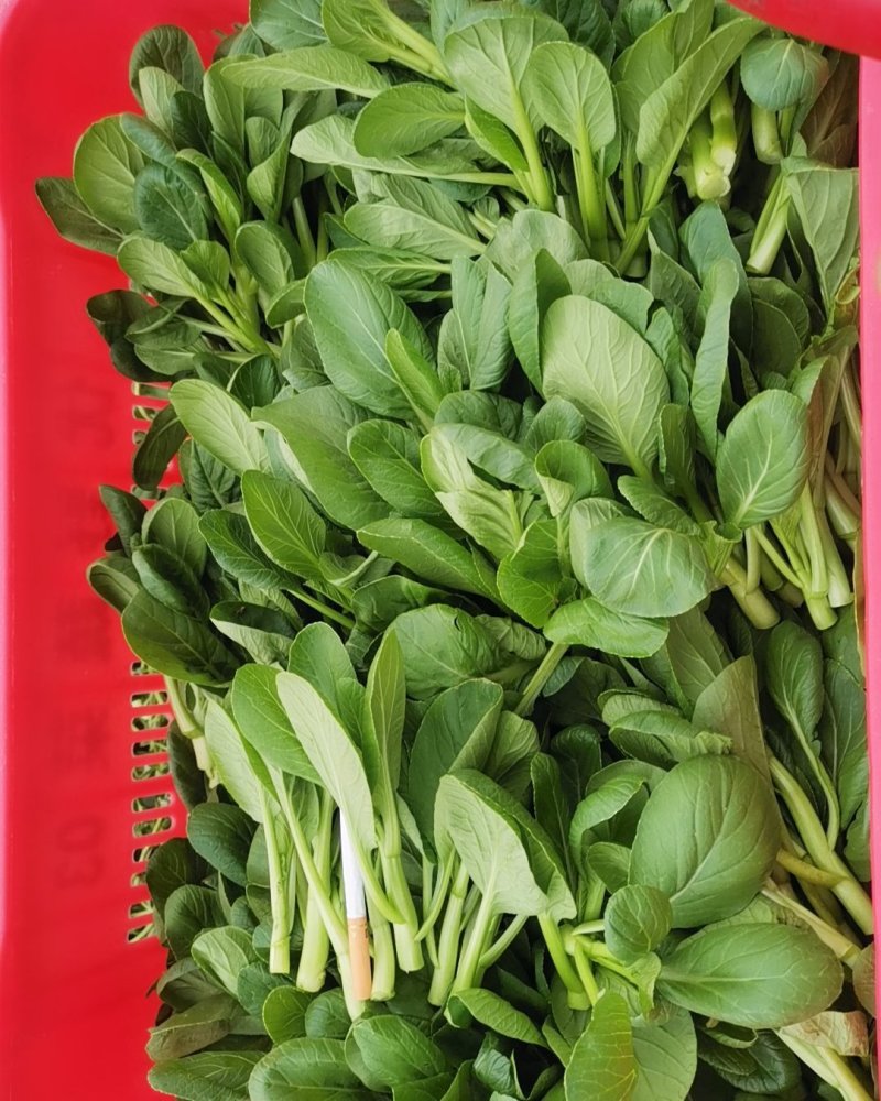 精品广东菜心芥兰中花菜心苗芥兰苗规格齐全
