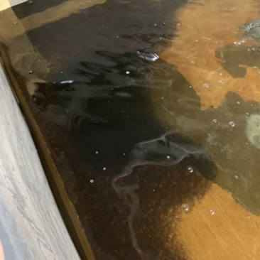 黄骨鱼苗水花片苗浙江湖州