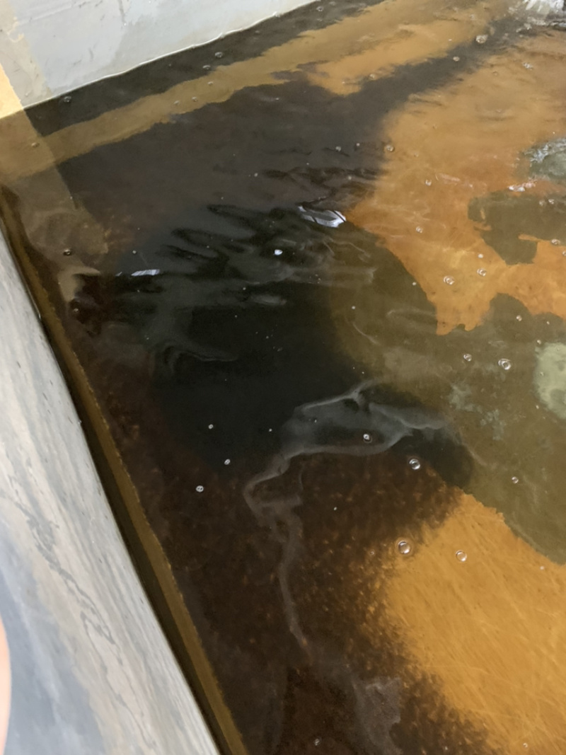 黄骨鱼苗水花片苗浙江湖州