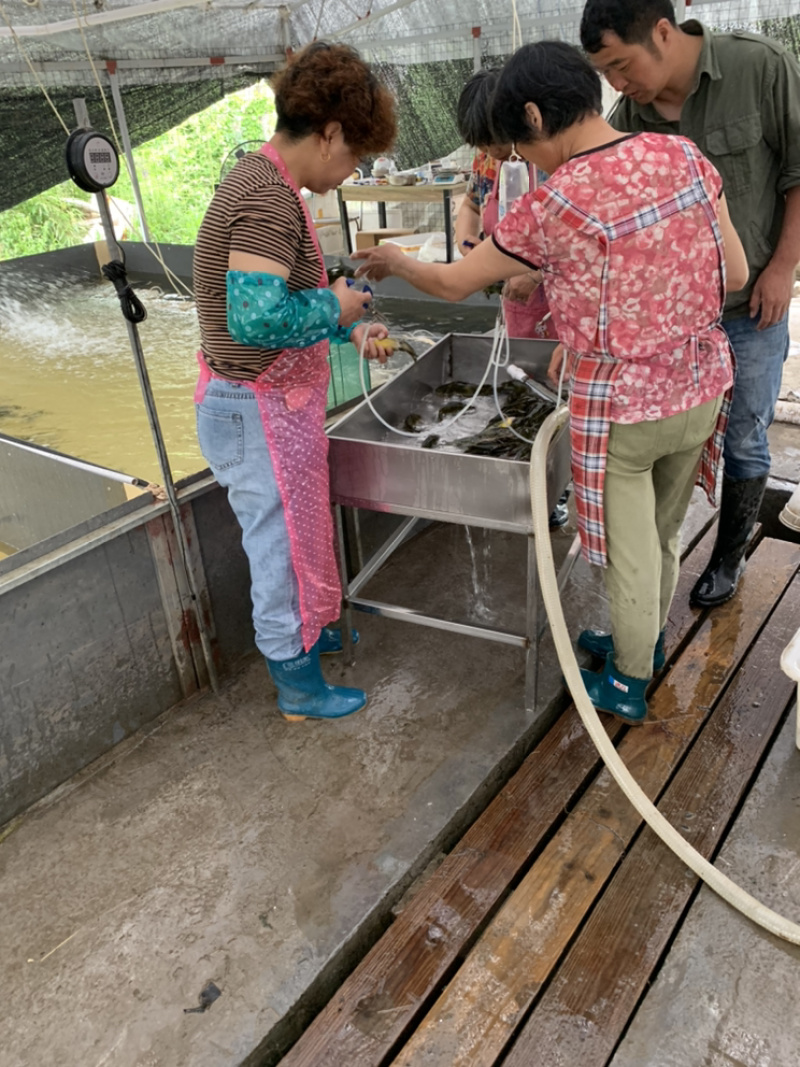 黄骨鱼苗水花片苗浙江湖州