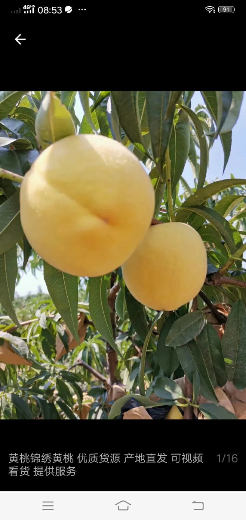 水果蔬菜瓜果树水果蔬菜