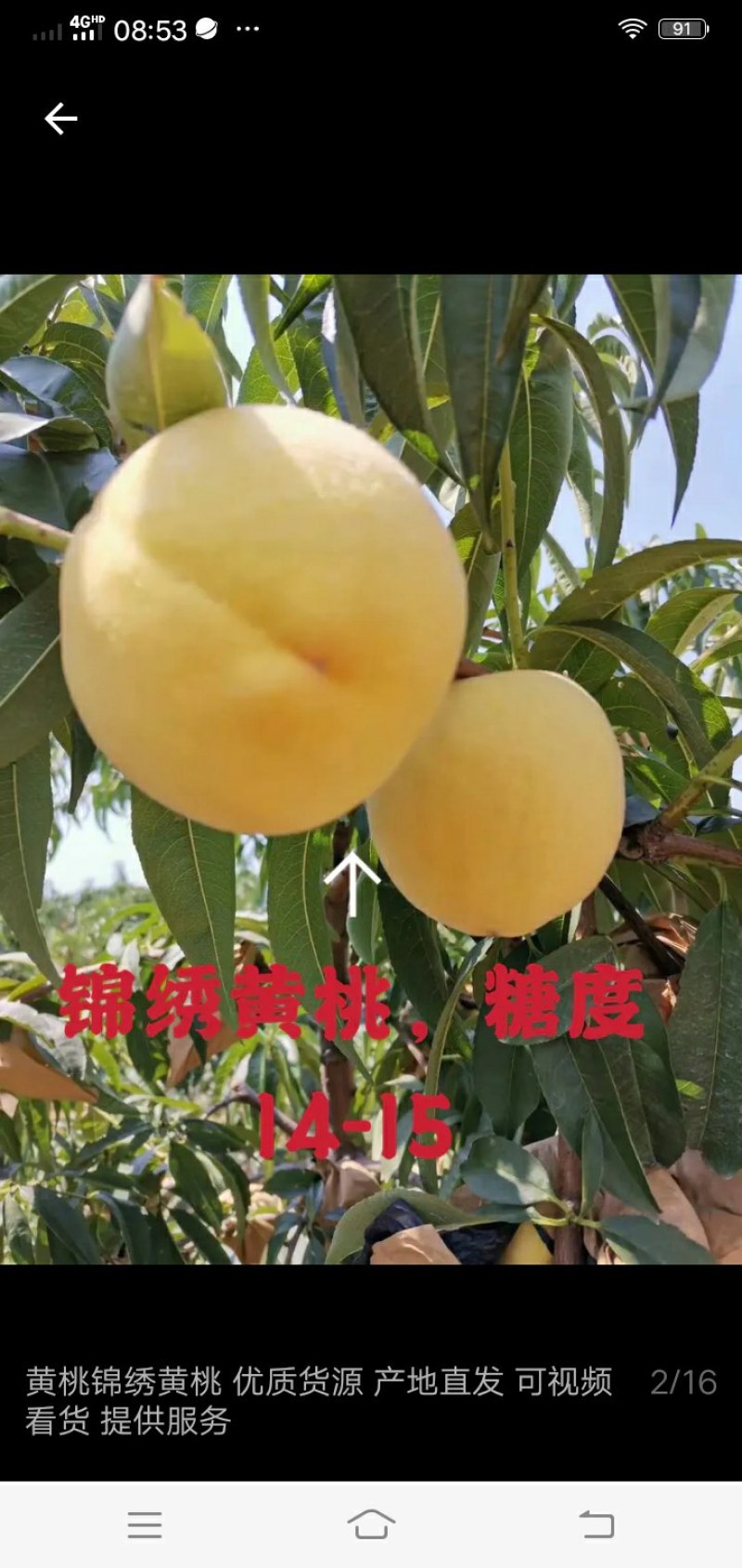 水果蔬菜瓜果树水果蔬菜