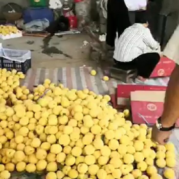 水果蔬菜瓜果树水果蔬菜