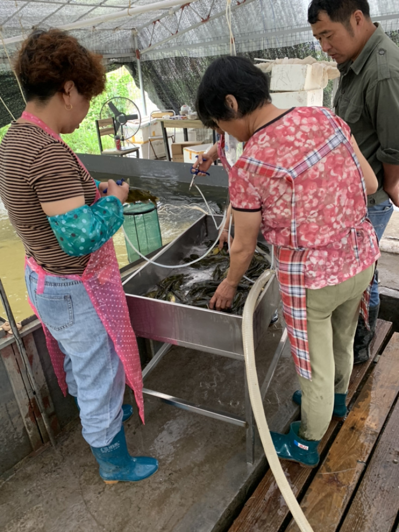黄颡鱼苗水花片苗浙江湖州