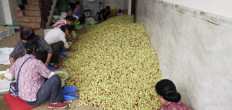 云南精品黑腰枣，原汁原味，纯绿色。