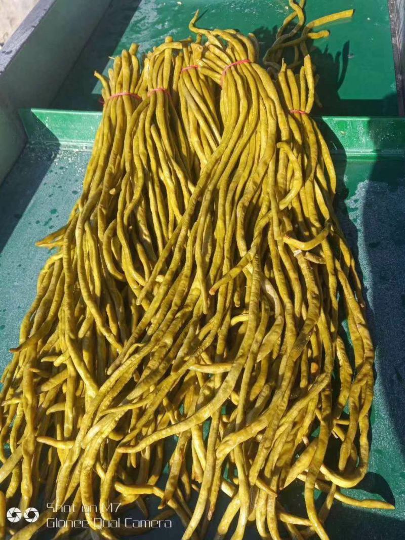 山东莘县董杜庄镇蔬菜基地长豆角豇豆大量上市