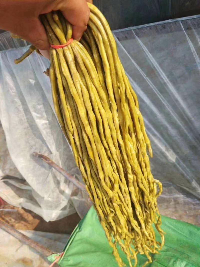 山东莘县董杜庄镇蔬菜基地长豆角豇豆大量上市