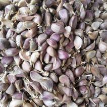 四川早熟大蒜种，红皮香蒜，二季早耐寒性强。