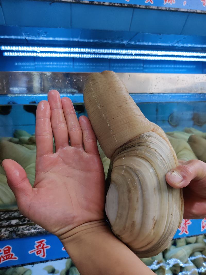 水蚌，价格私聊。酒店，批发供应商。个人吃勿扰。象拔蚌