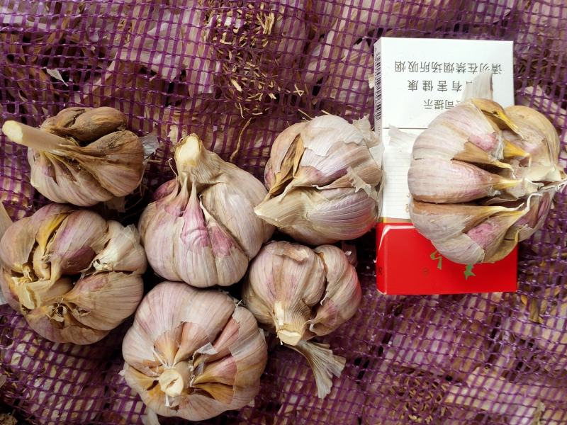 红根蒜苗专用种，精品高产抗冻，红皮红辦专用种高产生长迅速