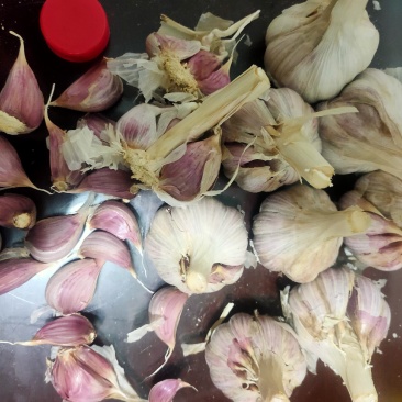 红根蒜苗专用种，精品高产抗冻，红皮红辦专用种高产生长迅速
