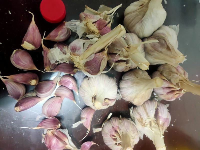 红根蒜苗专用种，精品高产抗冻，红皮红辦专用种高产生长迅速