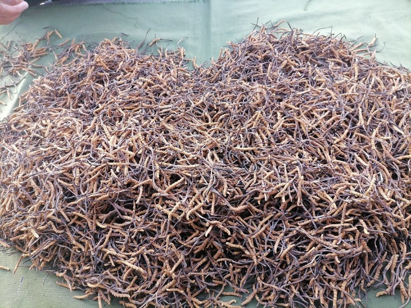 请海果洛雪山冬虫夏草精品包装发货