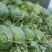 龙卷风西瓜7斤打底9成熟1茬，不嫁接