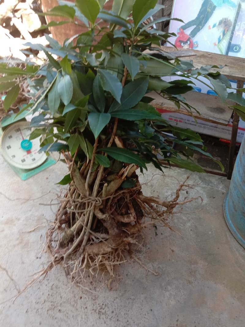 野生朱砂根，云南野生货！